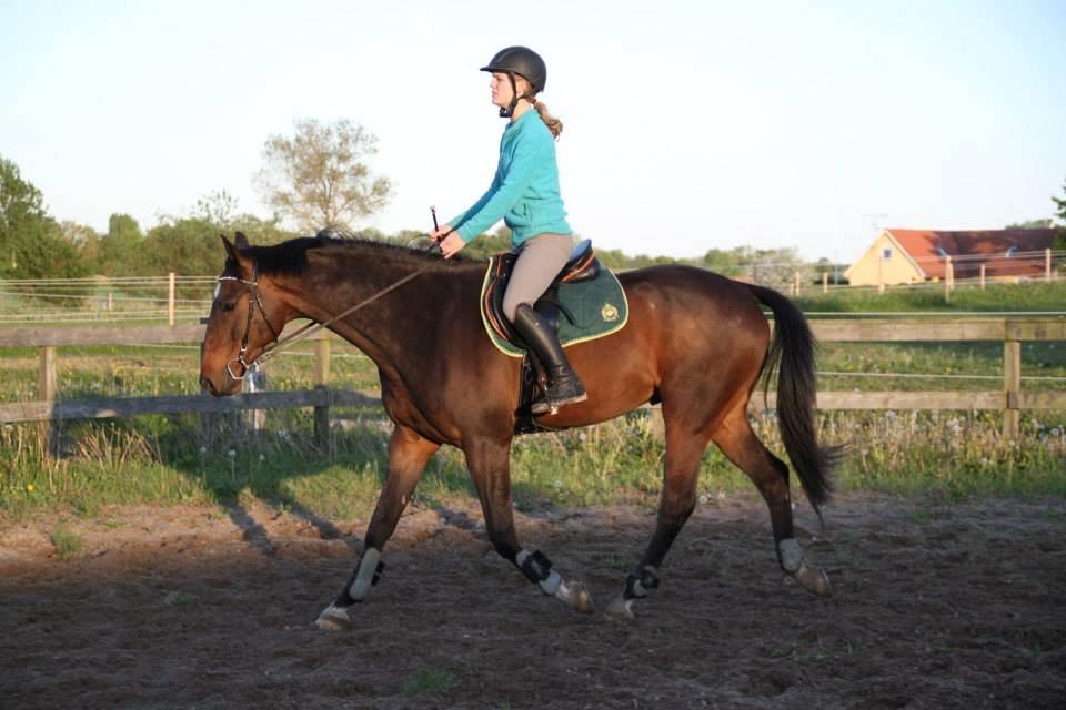 Dansk Varmblod La'cour De'lux - D. 23/5 2013, fotograf: Pernille Kyndby Aunfelt billede 17