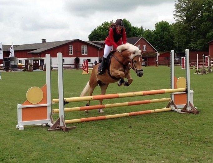 Haflinger Hestehovens Archibald - stævne på SOLR billede 28