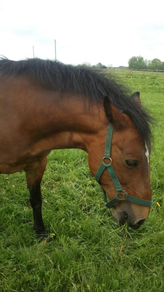 Anden særlig race Fabienne billede 8