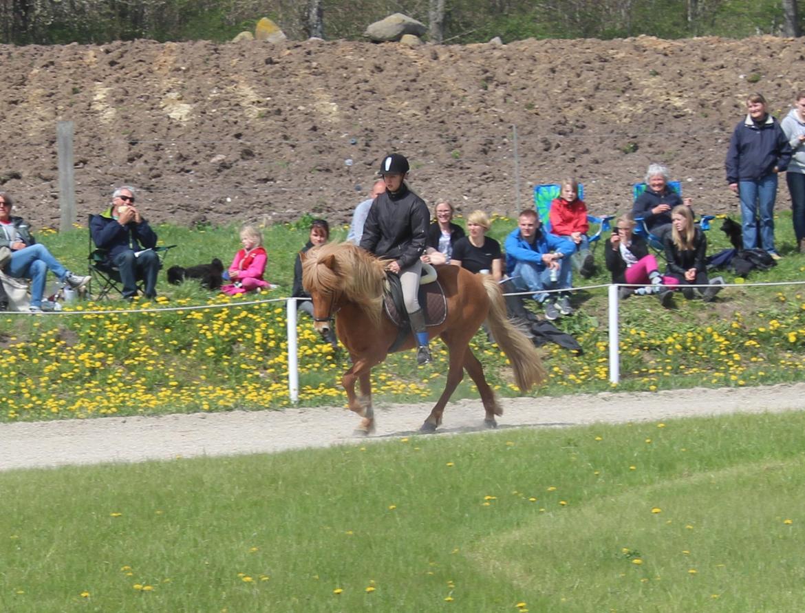 Islænder Fina-Gloa fra Jespergaard billede 15