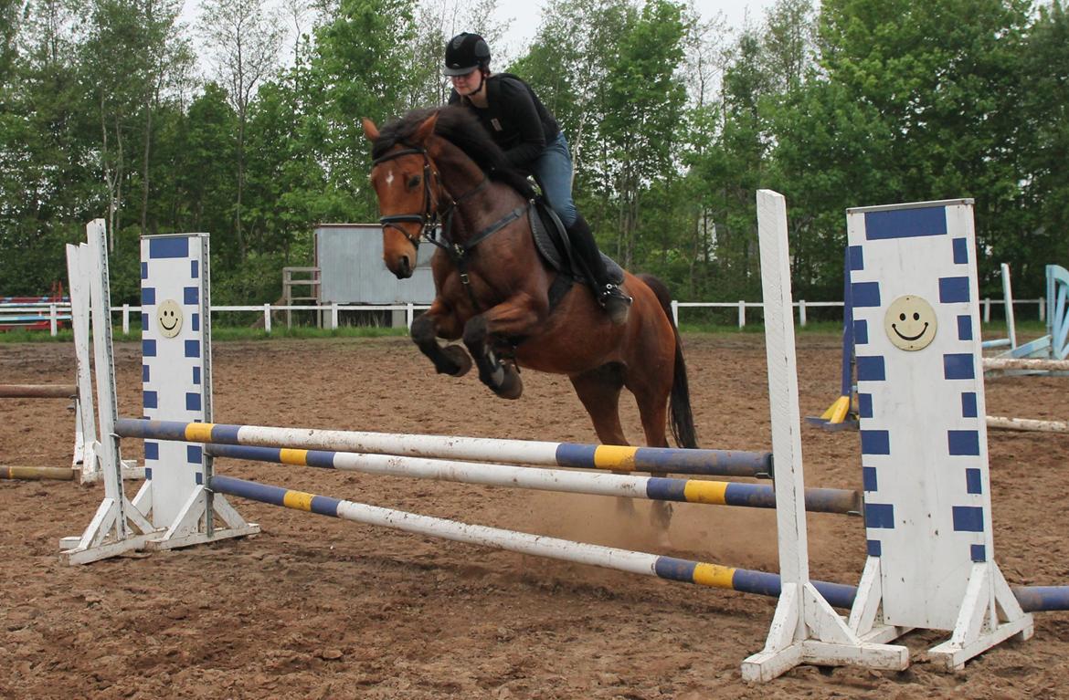 Dansk Varmblod Lucky Capana - Spring d. 21/5-2013 billede 18