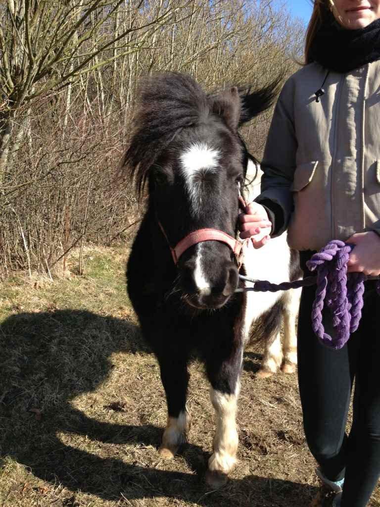 Shetlænder Bella Donna - Anden gang sammen med hende :-)  billede 9