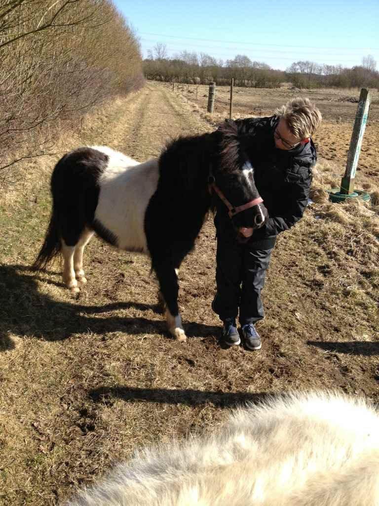 Shetlænder Bella Donna - Anden gang sammen med hende :-)  billede 10