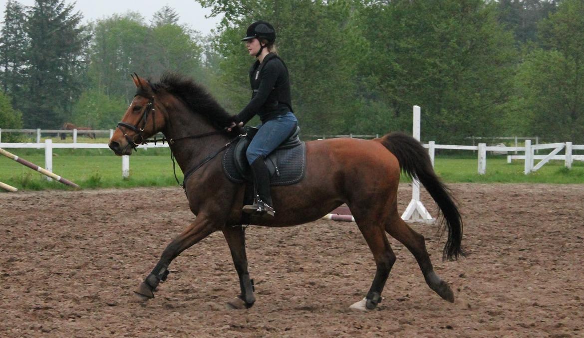 Dansk Varmblod Lucky Capana - Spring d. 21/5-2013 billede 19