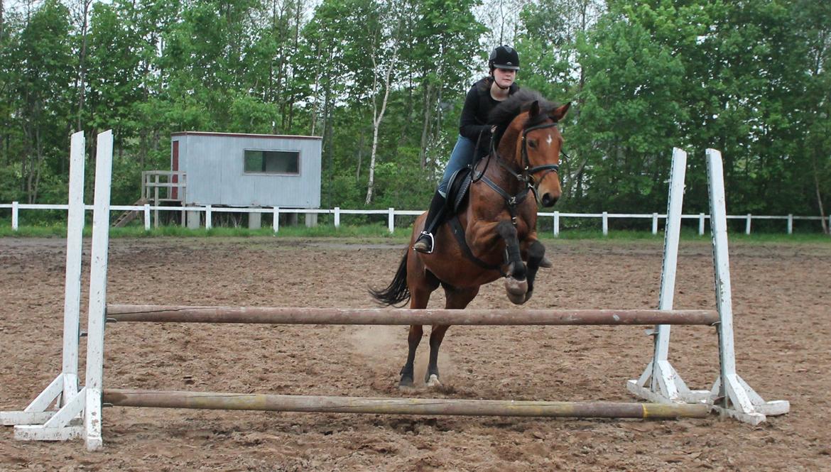 Dansk Varmblod Lucky Capana - Spring d. 21/5 2013 billede 20