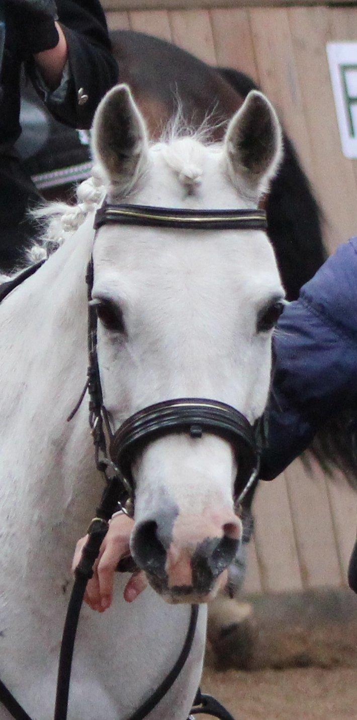 Anden særlig race Shivas Regal billede 11