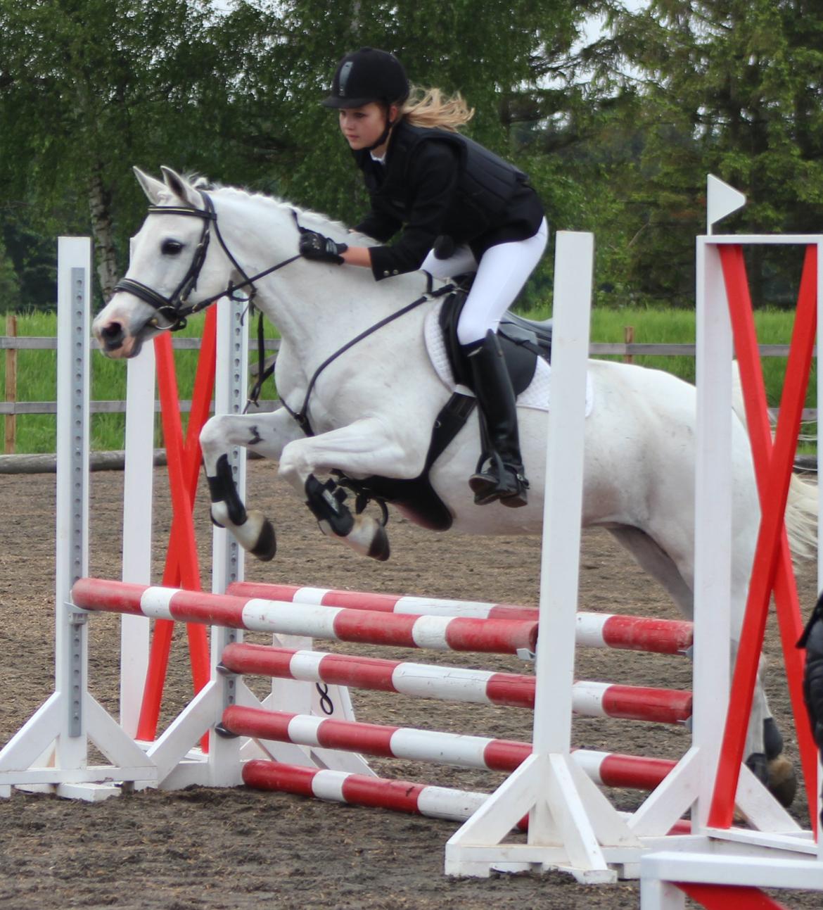 Anden særlig race Shivas Regal billede 3