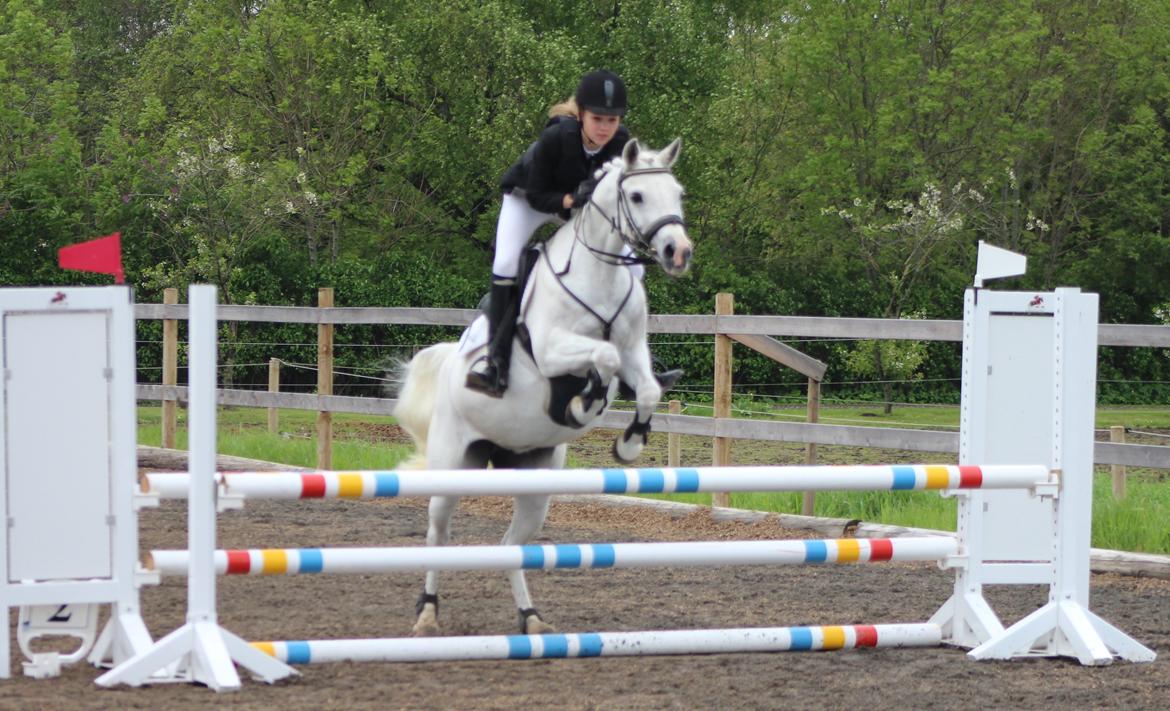 Anden særlig race Shivas Regal billede 6