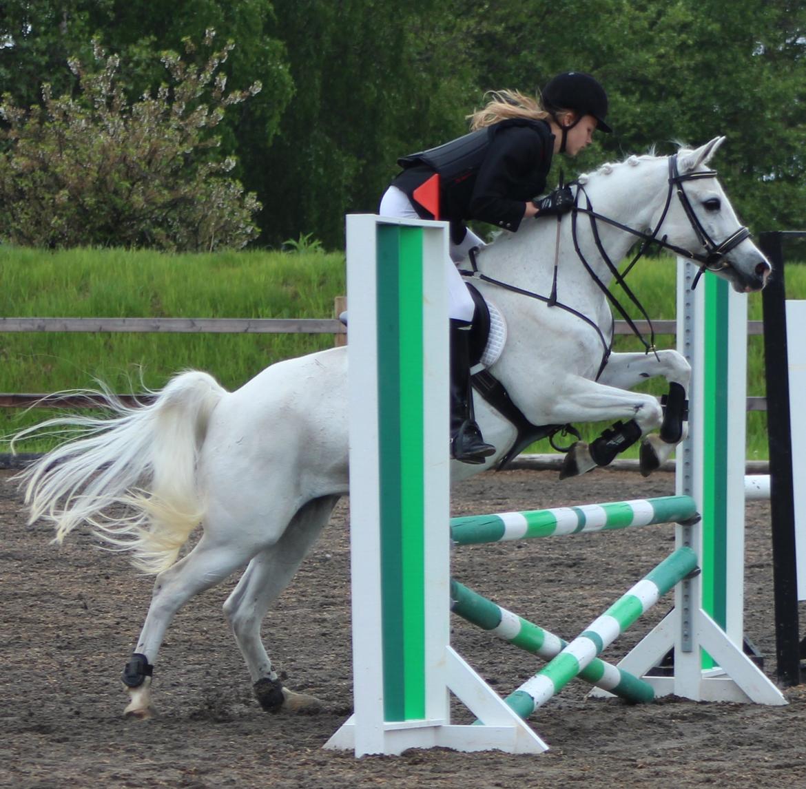 Anden særlig race Shivas Regal billede 5