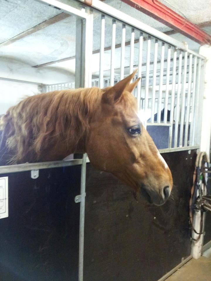 Anden særlig race Chivas [Har redet] - Krøltop <3 Efter stævne 2013 billede 7