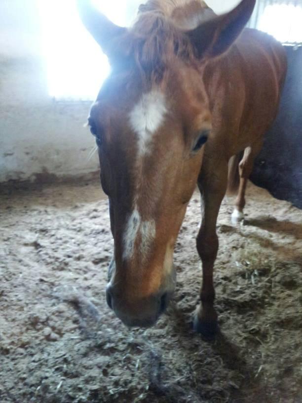 Anden særlig race Chivas [Har redet] - Træt efter stævne 2013 <3 billede 11