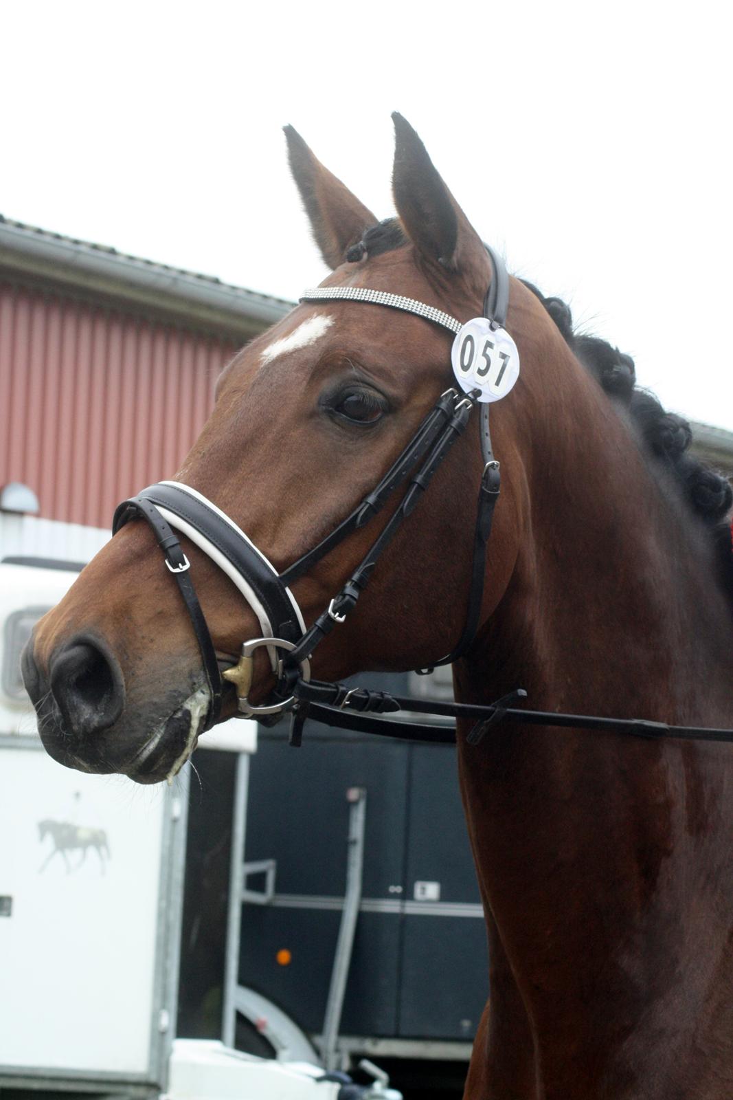 Dansk Varmblod Chavalier Aka. Lillemand. billede 20