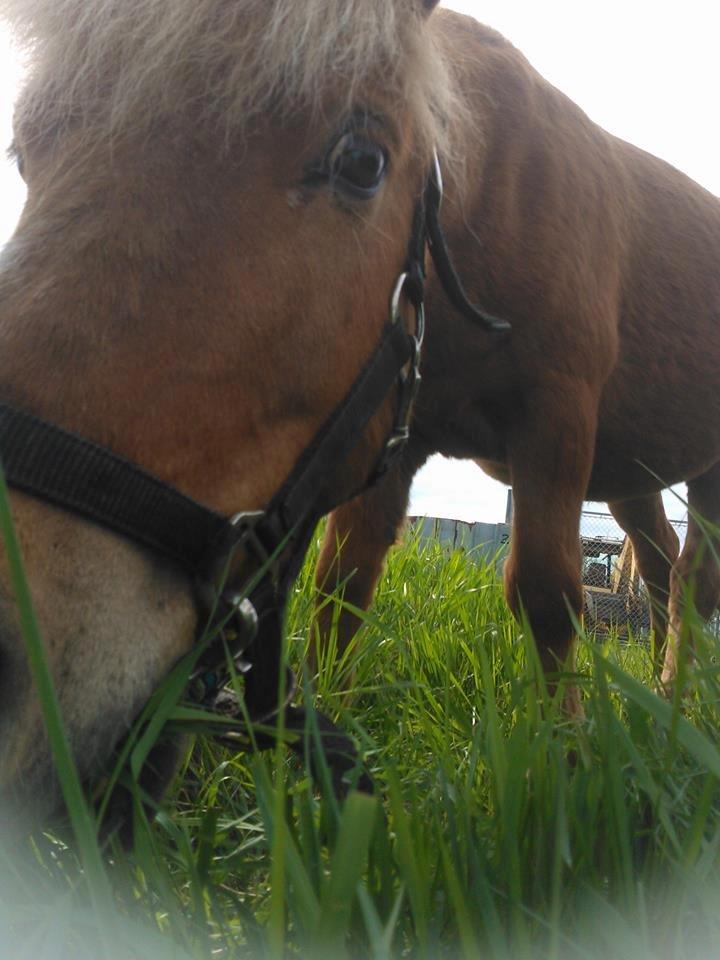Anden særlig race Oscar (UDLÅNT) billede 18