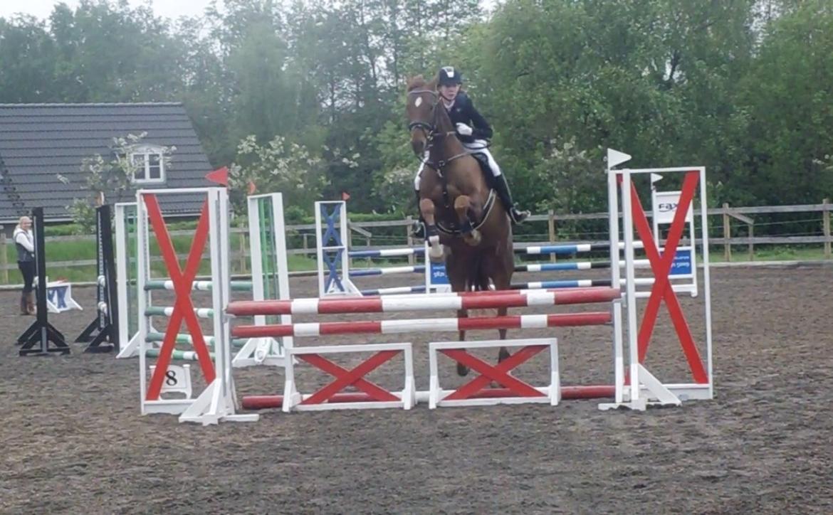 Dansk Varmblod Rinkenæs' Chico - Første 90cm <3 Chico skal IKKE røre bommene! <3 billede 11