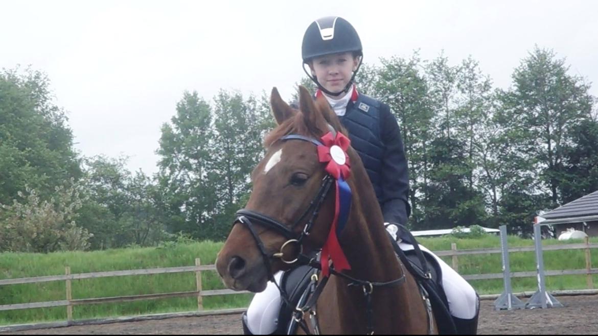 Dansk Varmblod Rinkenæs' Chico - <3 <3 <3  billede 4