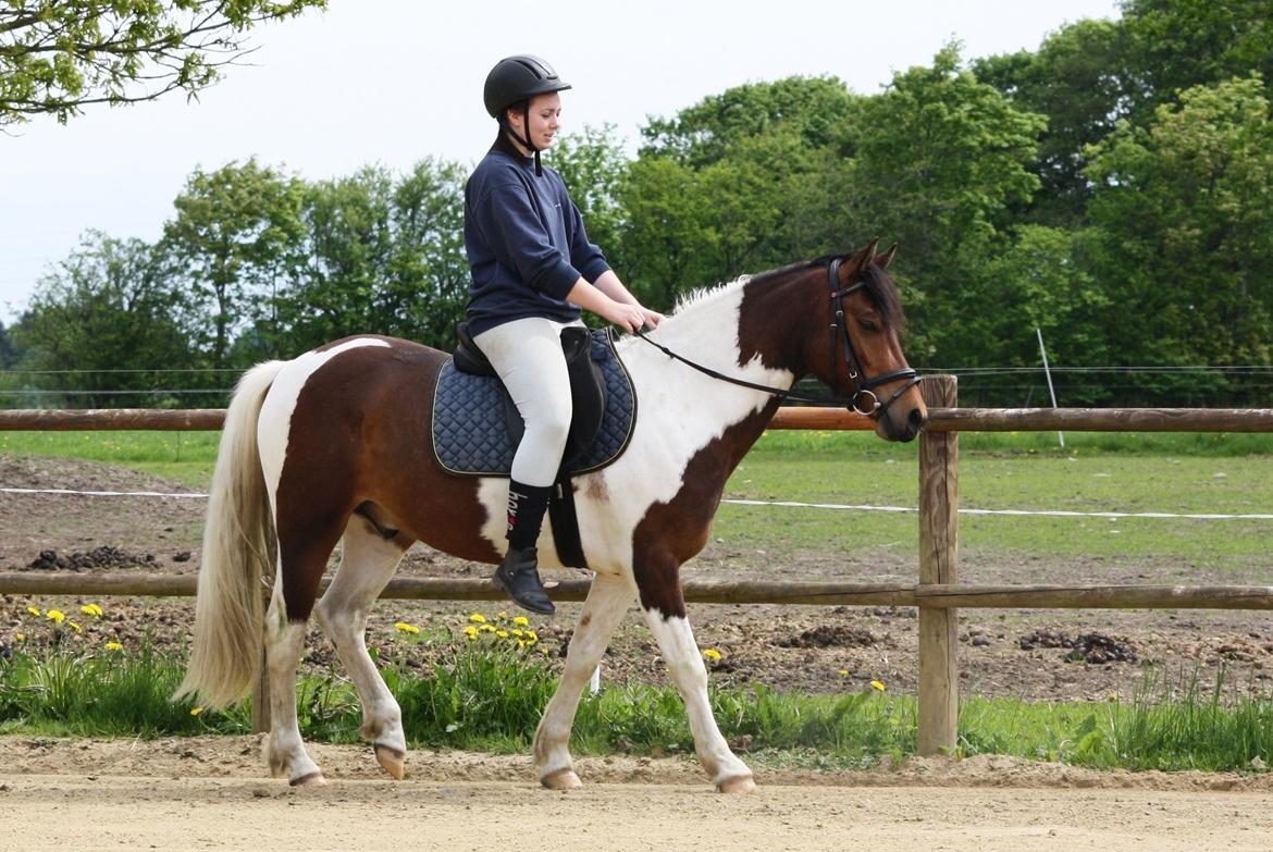 Welsh Cob (sec D) / Pinto - Skovbjerggårds Lukas (SOLGT) - Første ridetur, 2013 ♥ billede 12