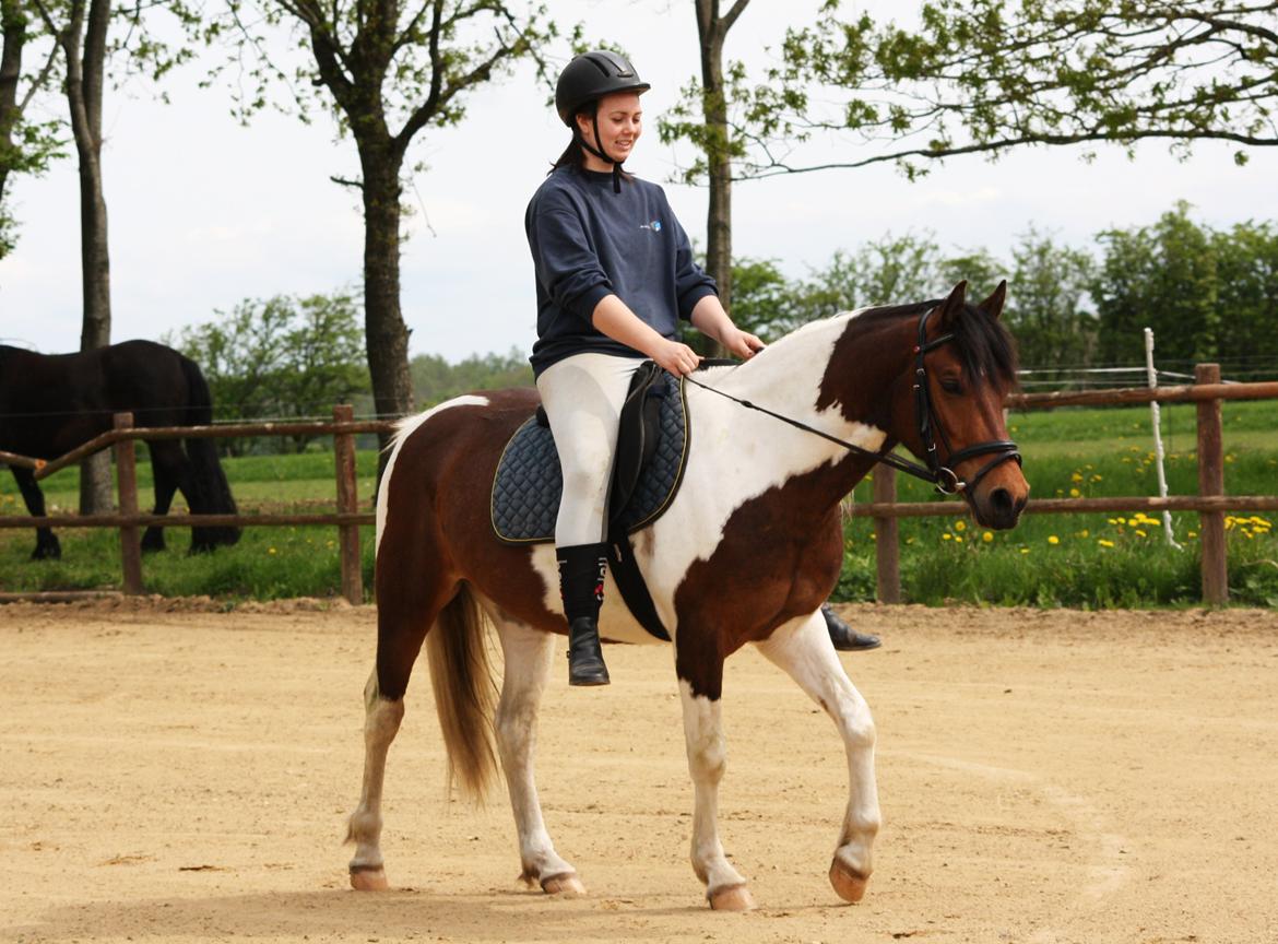 Welsh Cob (sec D) / Pinto - Skovbjerggårds Lukas (SOLGT) - Første ridetur, 2013 ♥ billede 2