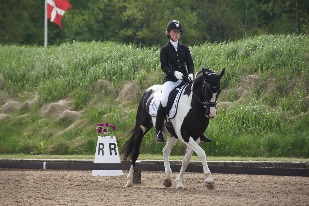 Pinto Lyngholms Maddie<3 B-pony - La5 til 70,33% og PRI til 65,75% B EKVIPAGE og to 1. pladser! Vasehus<3 billede 3