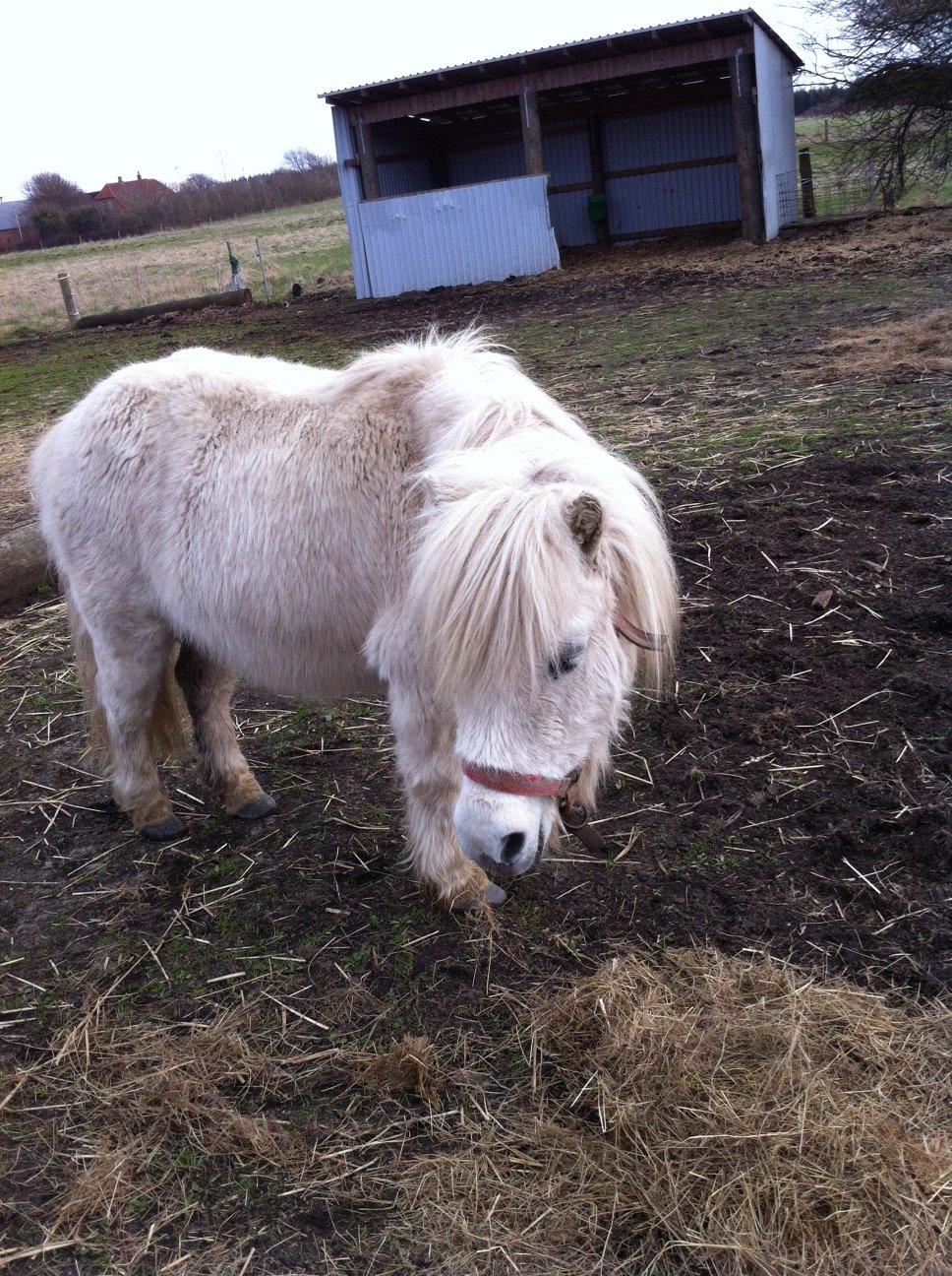 Shetlænder Sidsel billede 2