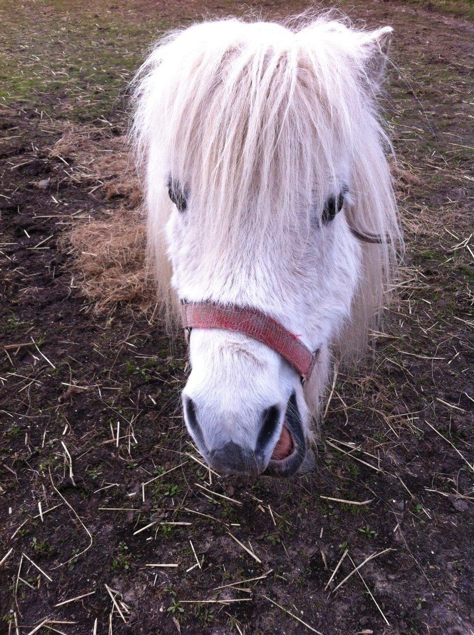 Shetlænder Sidsel billede 3