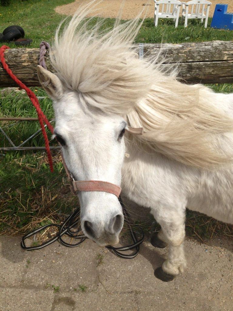 Shetlænder Sidsel billede 1