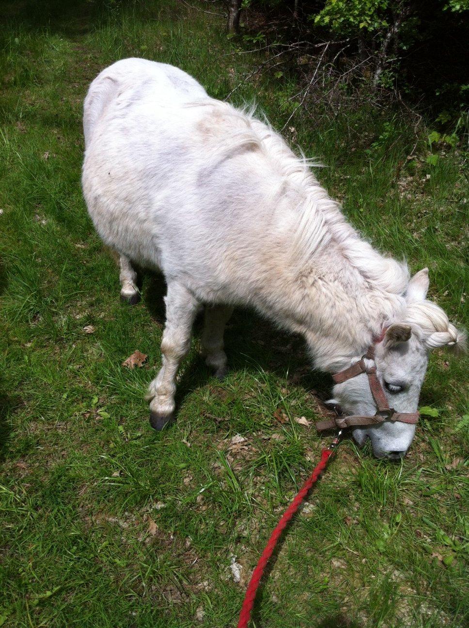 Shetlænder Sidsel billede 4