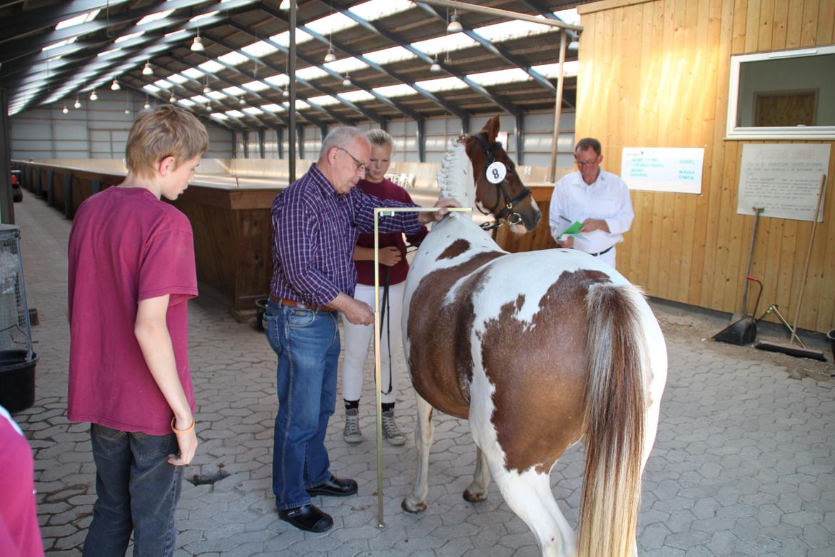 Pinto Sally - Sally bliver målt til 138 billede 17