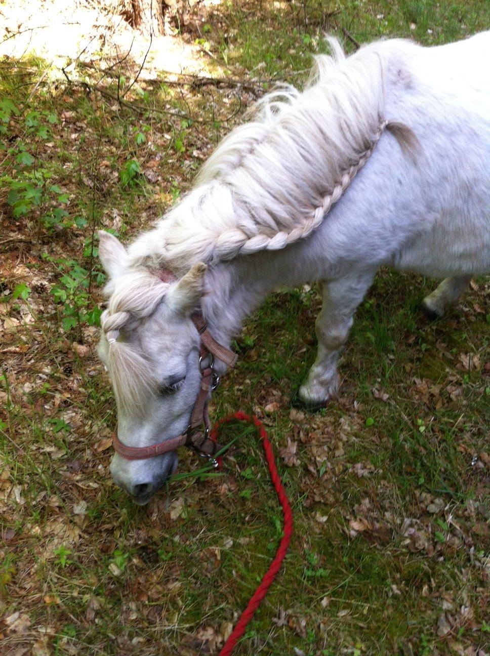 Shetlænder Sidsel billede 5