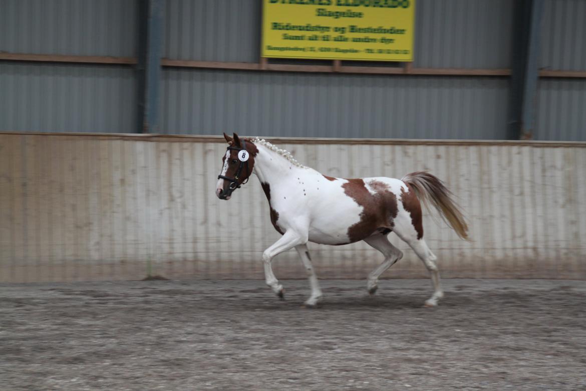 Pinto Sally - kåring billede 18