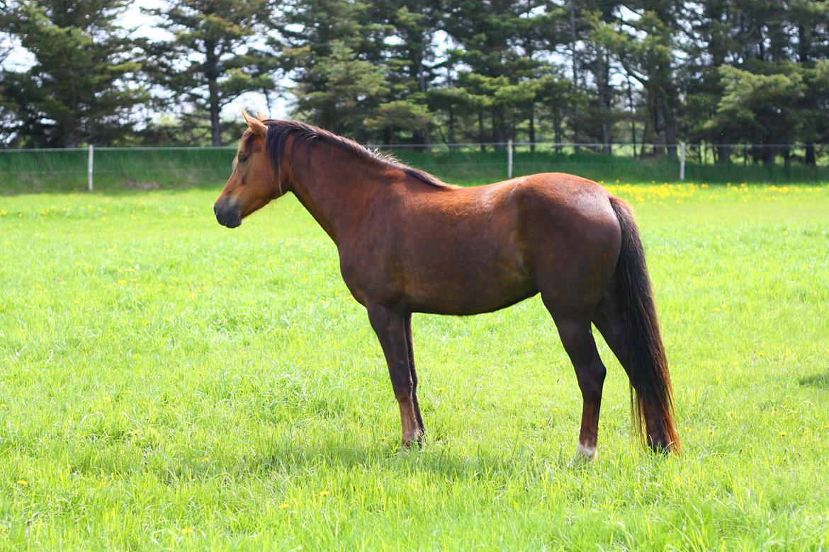 New Forest Calandias Bright Star billede 4