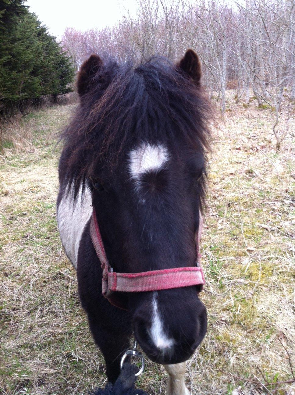 Shetlænder Bella Donna billede 5