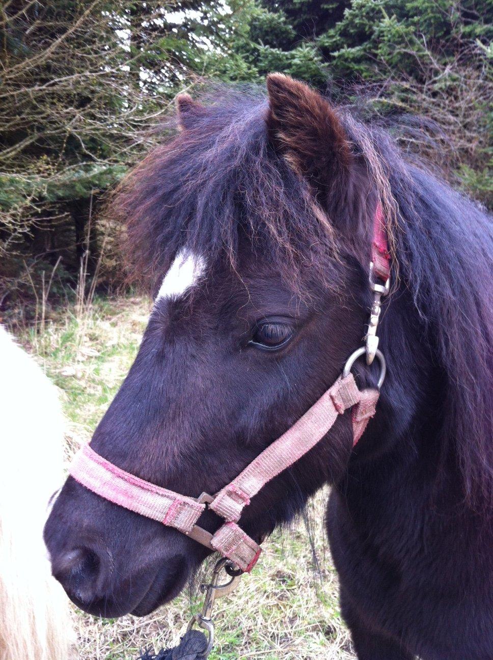 Shetlænder Bella Donna billede 4
