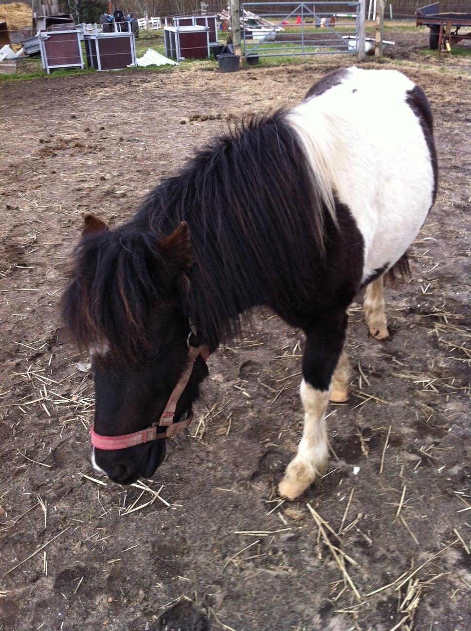 Shetlænder Bella Donna billede 6