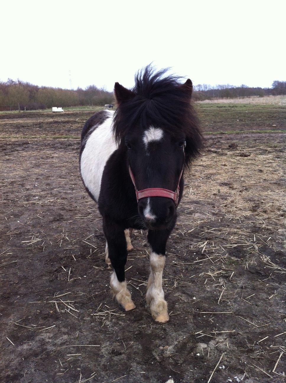 Shetlænder Bella Donna billede 8