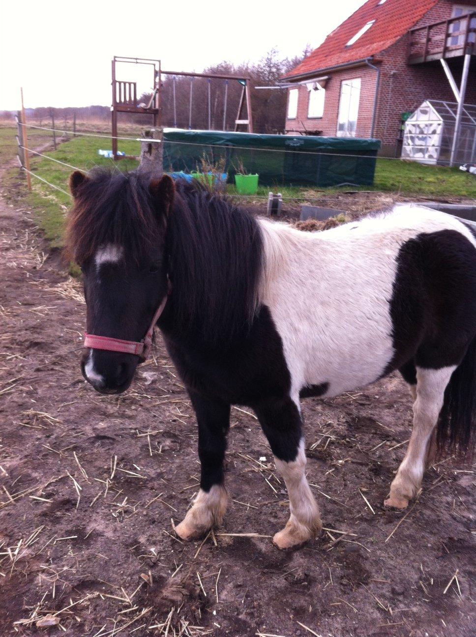 Shetlænder Bella Donna billede 7