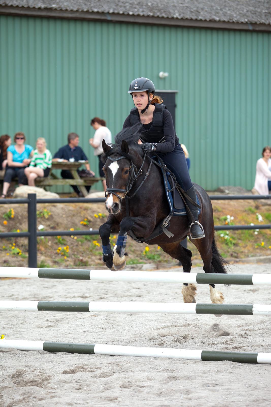 Welsh Pony af Cob-type (sec C) Pristina<3 - Vi to kan flyve sammen!<3 billede 3