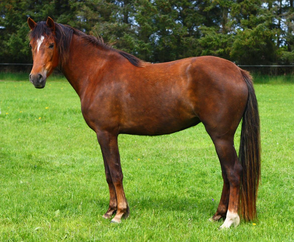 New Forest Calandias Bright Star billede 2