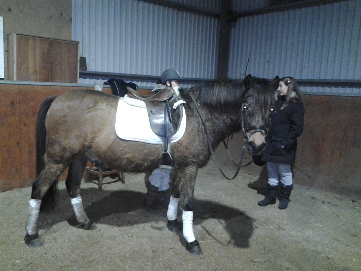 New Forest Felix - Da jeg var ude og prøve ham billede 1