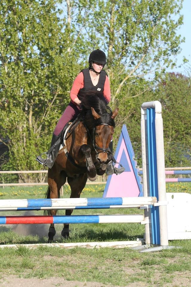 New Forest Felix billede 3