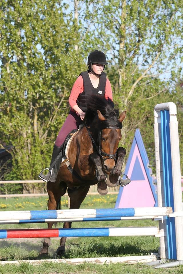 New Forest Felix billede 6