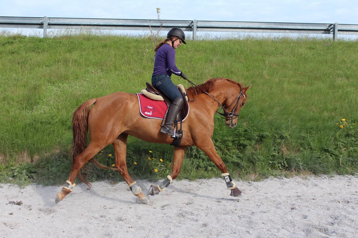 DSP Nørlunds Finette billede 16