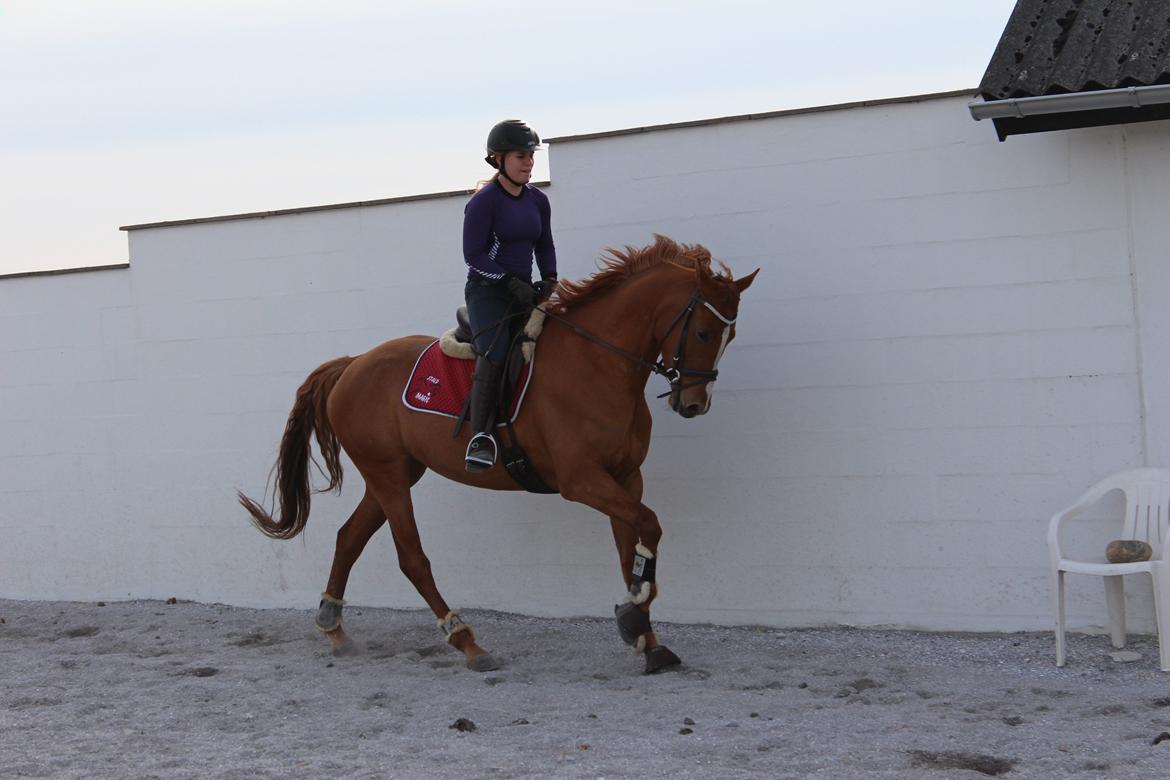 DSP Nørlunds Finette billede 17