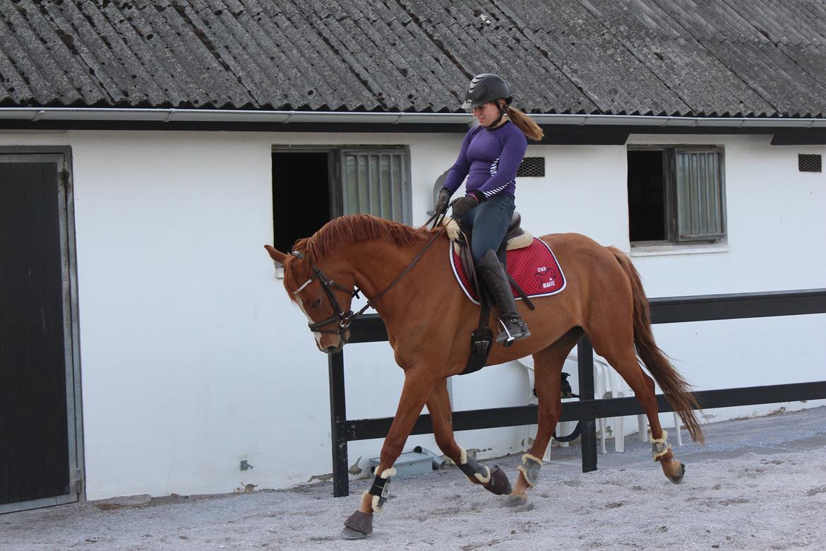 DSP Nørlunds Finette billede 18