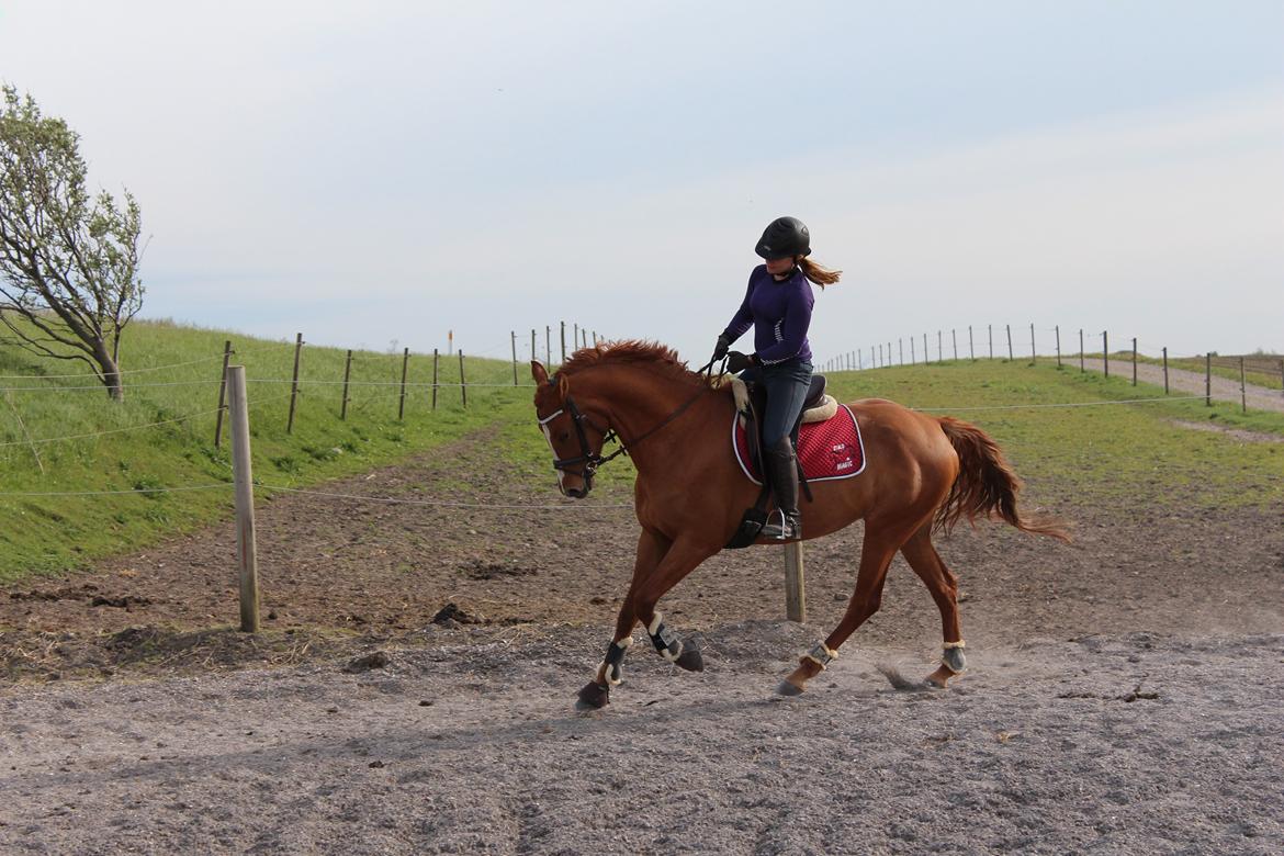 DSP Nørlunds Finette billede 19