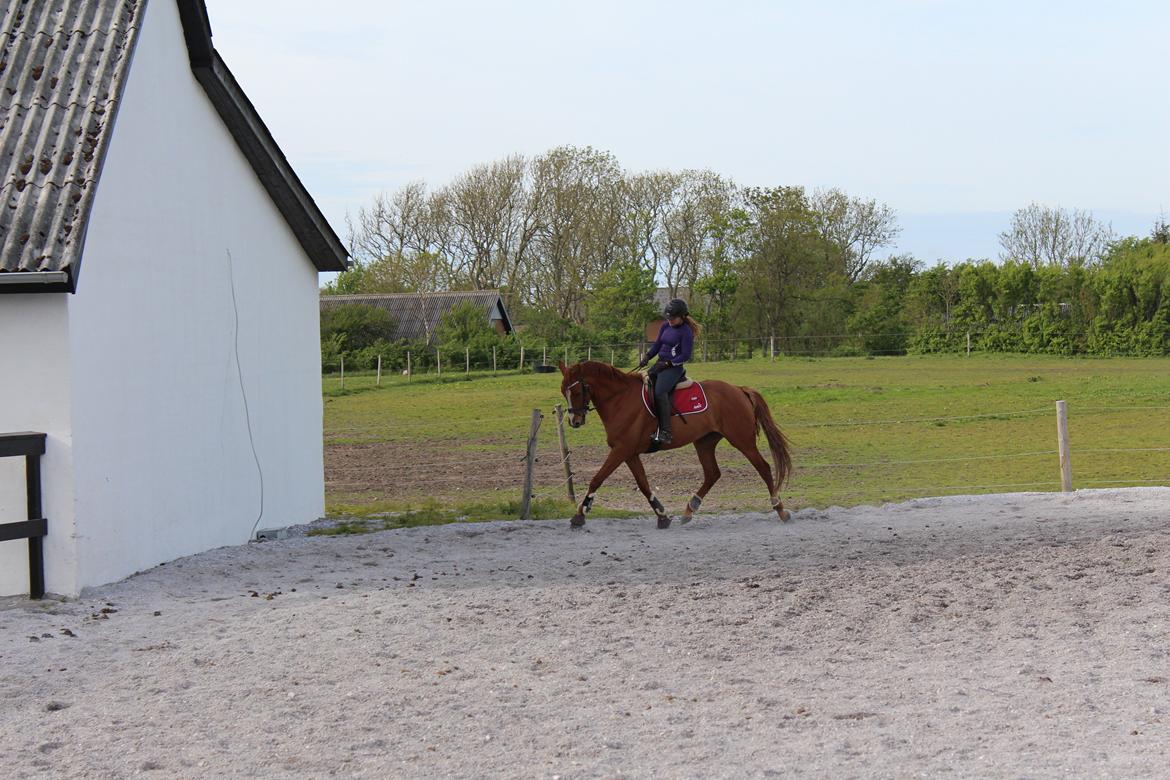 DSP Nørlunds Finette billede 20