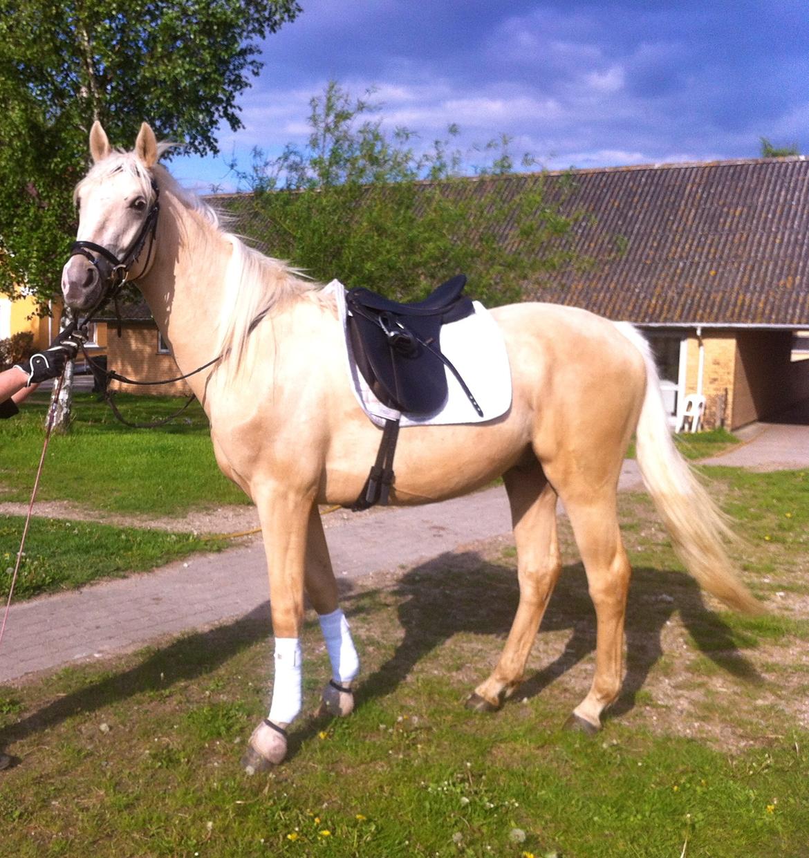 Palomino Lando Blue *PANDA* - Lando Blue - Nu med udstyr, mangler vist bare lige rytteren... billede 8