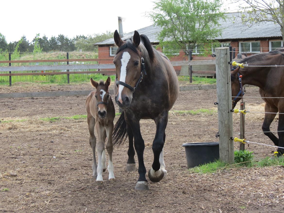 Anden særlig race Albæks Dusty billede 21