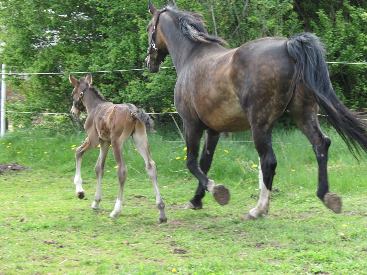Anden særlig race Albæks Dusty billede 19