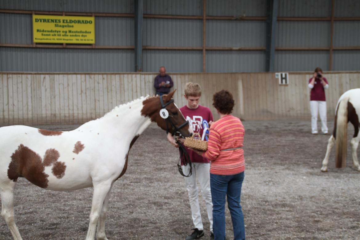 Pinto Sally - Sally for sin 2. præmie:) billede 19