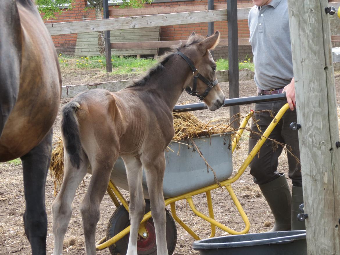 Anden særlig race Albæks Dusty billede 20